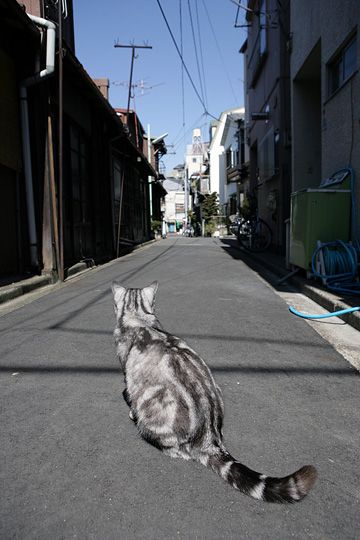 街のねこたち