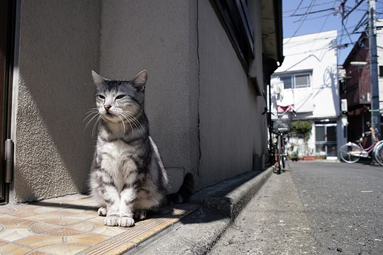 街のねこたち