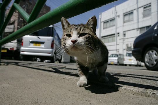 街のねこたち