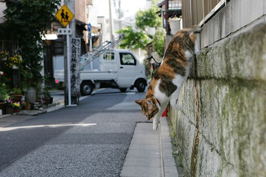 街のねこたち