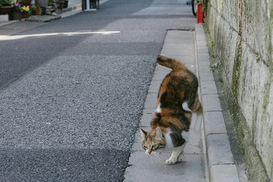 街のねこたち