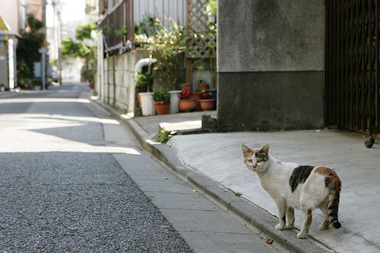 街のねこたち