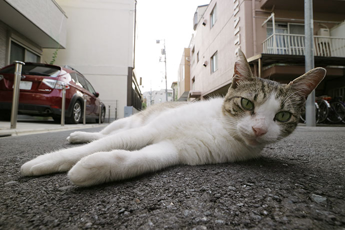 街のねこたち