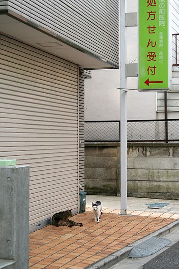 街のねこたち