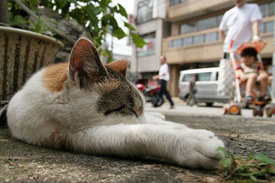 街のねこたち