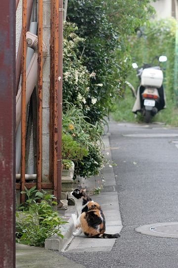 街のねこたち