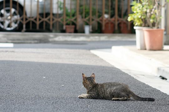 街のねこたち