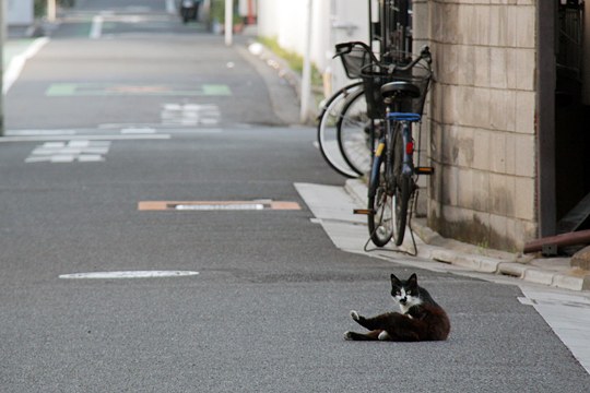 街のねこたち