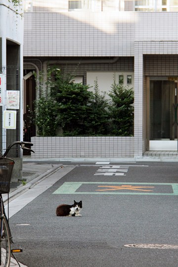 街のねこたち
