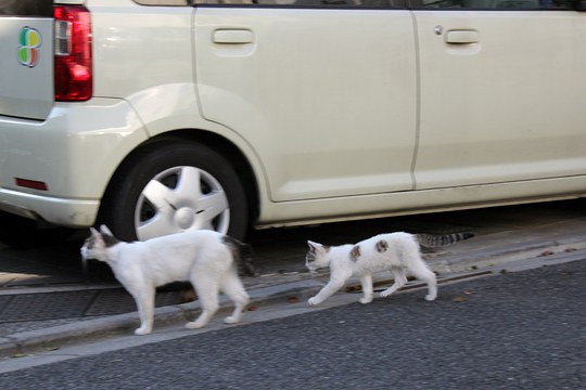 街のねこたち