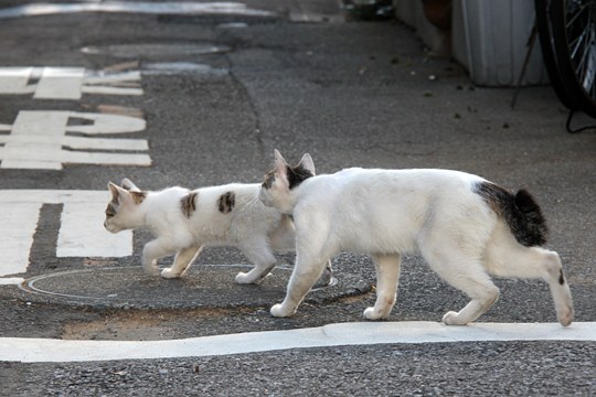 街のねこたち