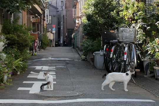 街のねこたち