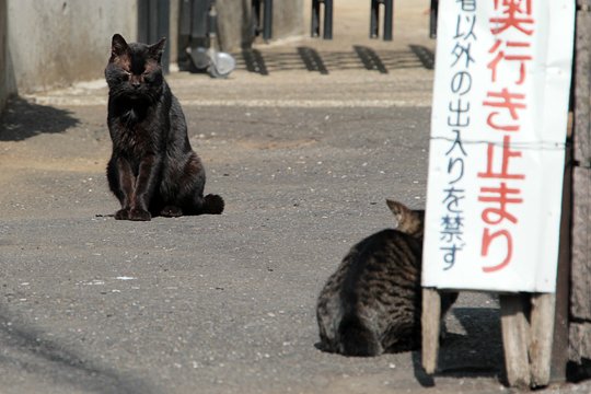 街のねこたち