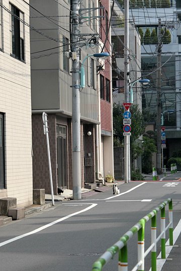 街のねこたち