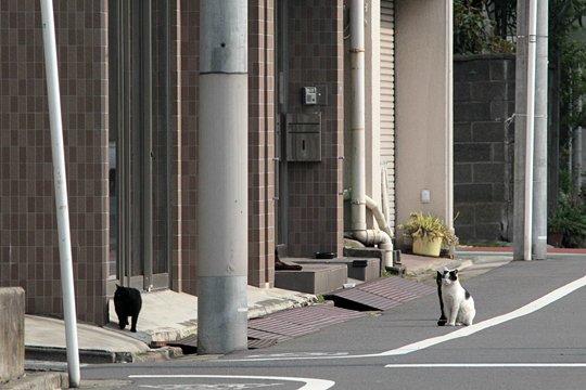 街のねこたち