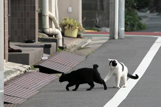 街のねこたち
