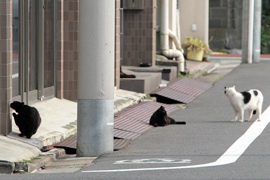 街のねこたち