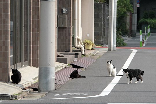 街のねこたち