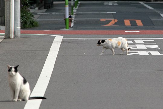 街のねこたち