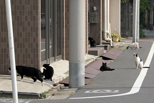 街のねこたち
