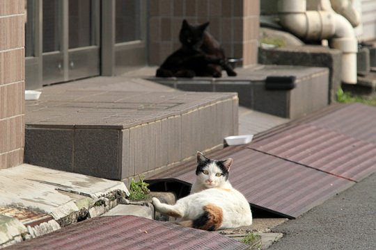 街のねこたち