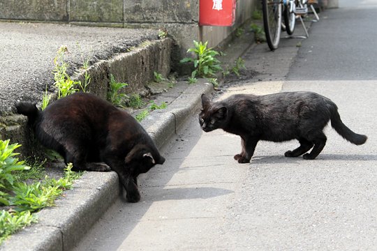 街のねこたち