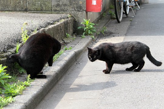 街のねこたち