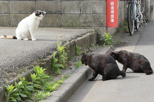 街のねこたち