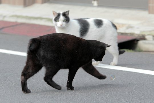 街のねこたち