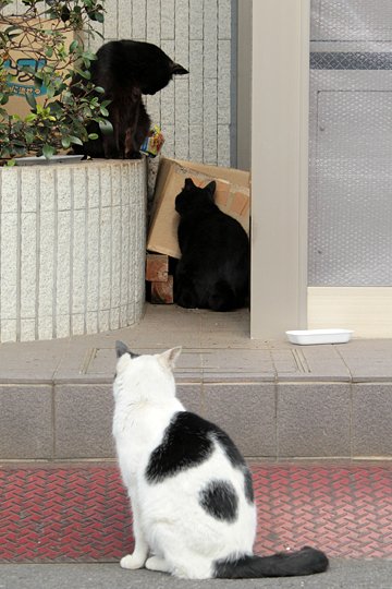 街のねこたち