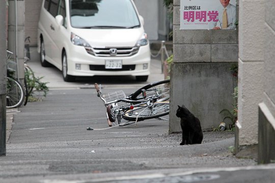 街のねこたち