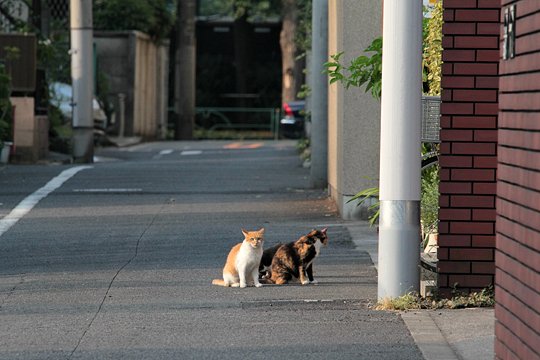 街のねこたち