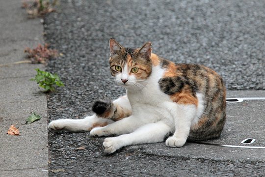 街のねこたち