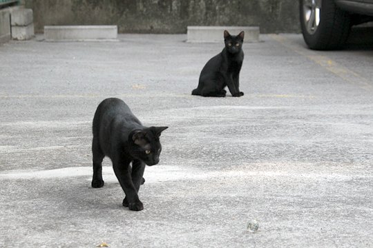 街のねこたち