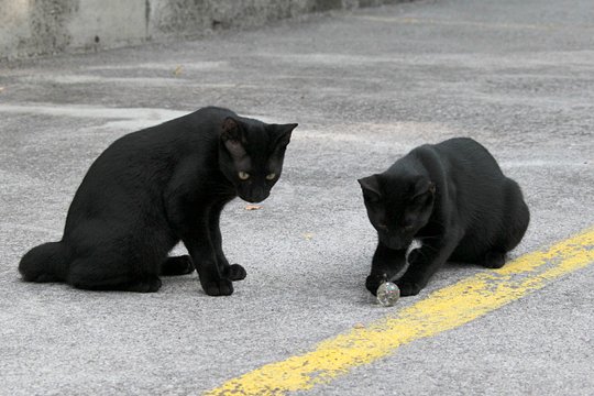 街のねこたち