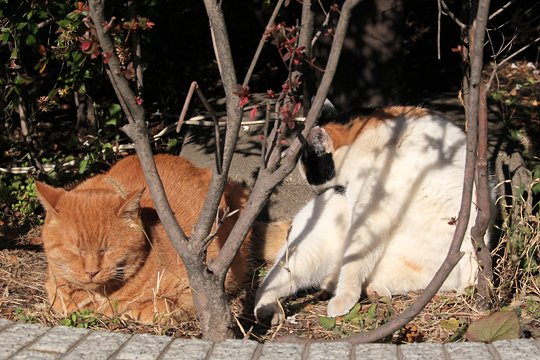 街のねこたち