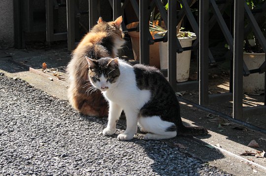 街のねこたち