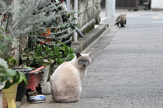 街のねこたち