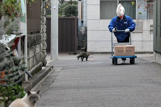 街のねこたち