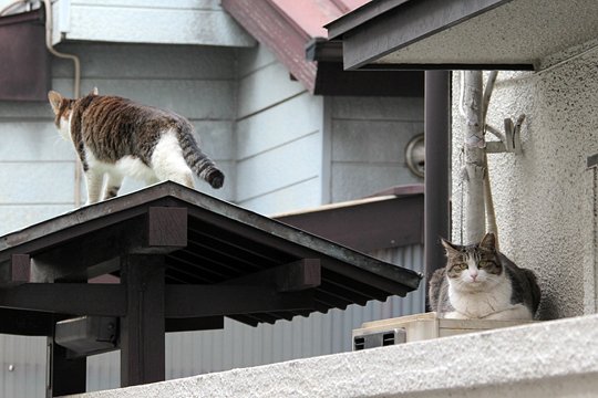 街のねこたち