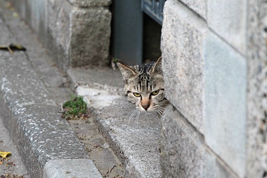 街のねこたち