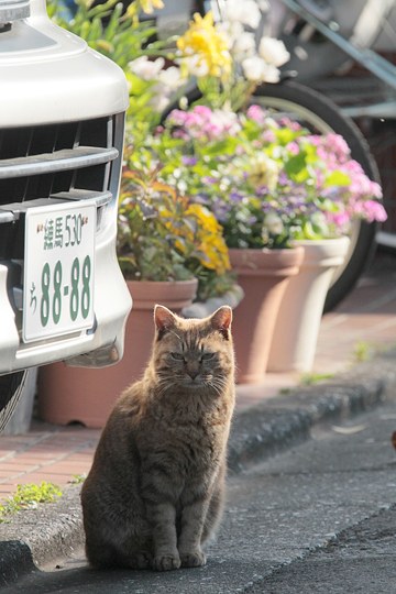 街のねこたち