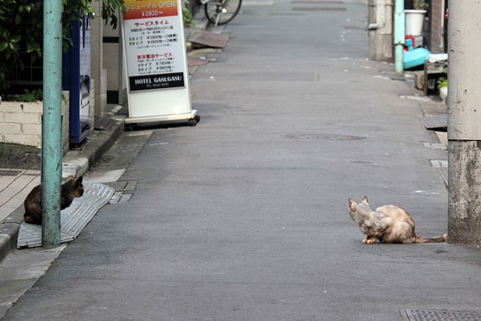 街のねこたち