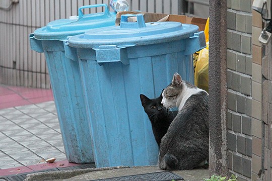 街のねこたち