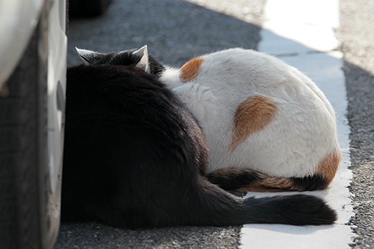 街のねこたち
