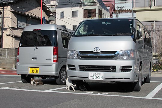 街のねこたち