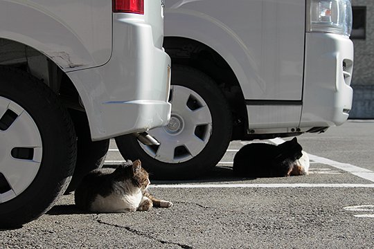 街のねこたち