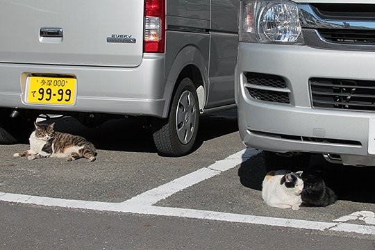 街のねこたち