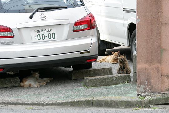 街のねこたち