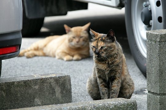 街のねこたち